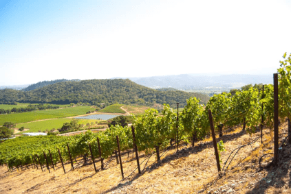 シェーファー・ヴィンヤード