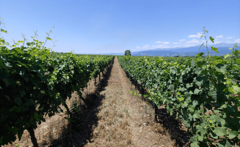 Alazani Winery Weinberge