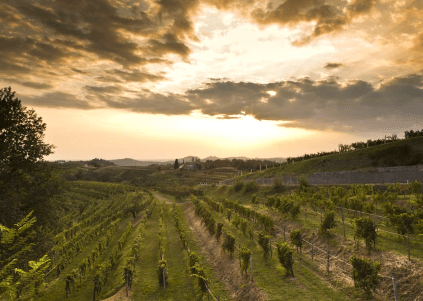 エウジェニオ・コッラヴィーニ ブドウ畑