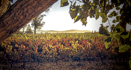 チリのトーレス社のブドウ畑