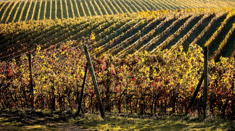 ボルゴ・スコペート・ヴィンヤード