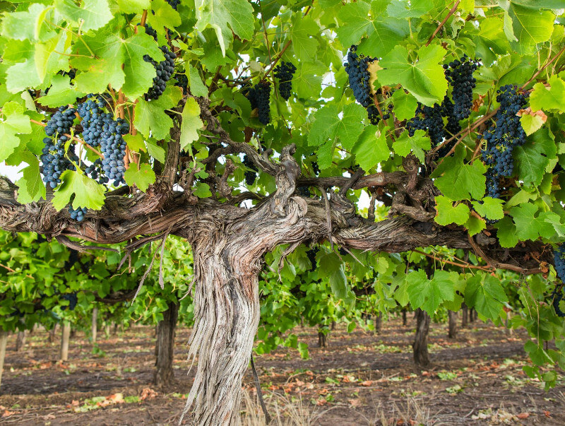 ハートランド・ワインズの古いシラーズの樹