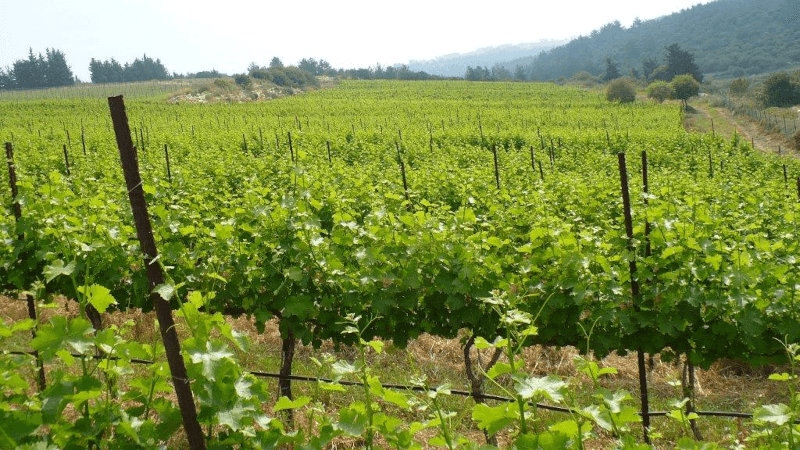 キショール周辺のブドウ畑