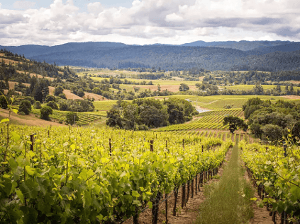 アンダーソン・バレーのブドウ畑の眺め