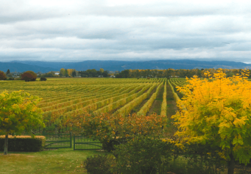 フェアリー・ヴィンヤード