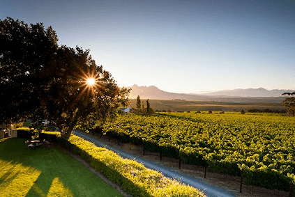 日光を浴びたデ・トーレンのブドウ樹