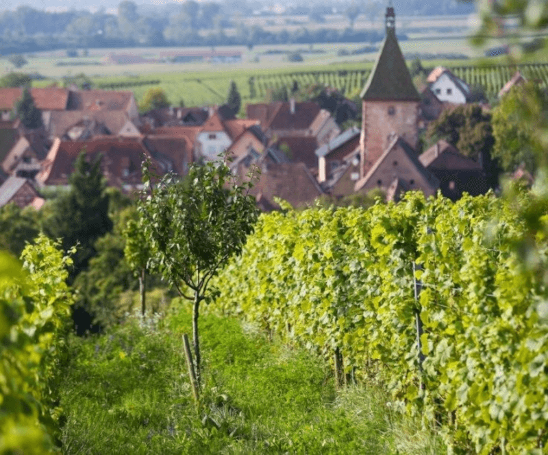 ドメーヌ・マルセル・デイスワイン畑 ドメーヌ・マルセル・デイスワイン畑