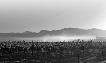 ヴィラフォンテ・ヴィンヤード