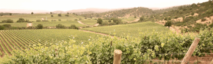 テラ・ノーブル・ヴィンヤード