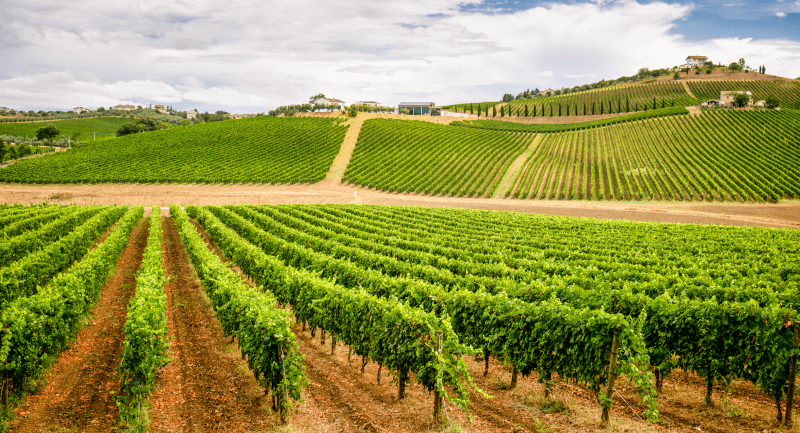 オルテニアのブドウ畑