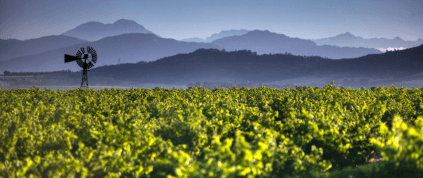 MANヴィントナーズのヴィンヤード