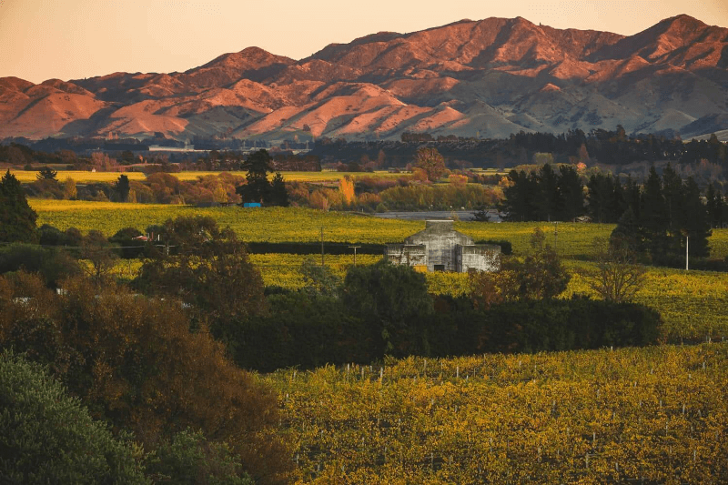 ニュージーランドのブドウ畑 "ニュージーランドのブドウ畑