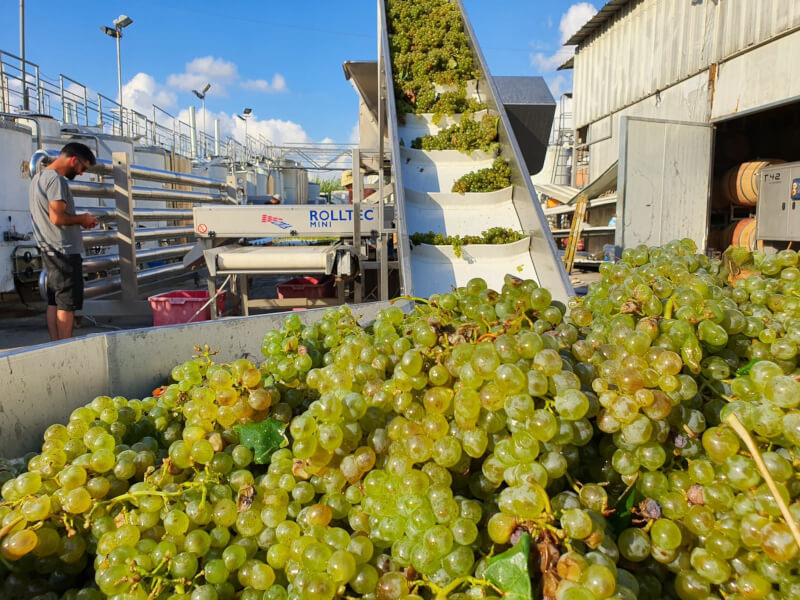 プレスに向かうマイア・ワイナリーの葡萄 プレスに向かうマイア・ワイナリーの葡萄