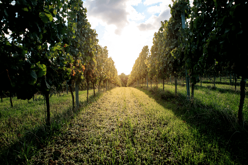 白いブドウのあるメッツガー・ワイナリーのブドウ列 白いブドウのあるメッツガー・ワイナリーのブドウ列