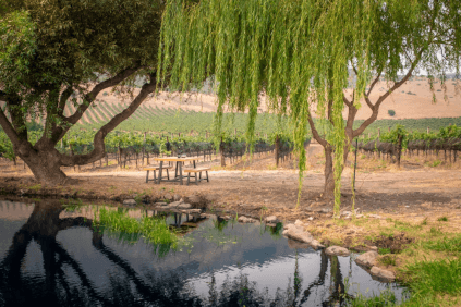 ブドウ畑の真ん中でピクニック