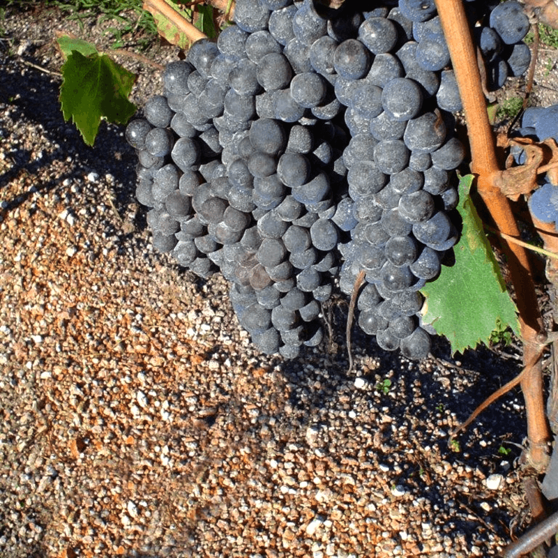 Antigua Bodega Uruguay Trauben am Stock Antigua Bodega Uruguay Trauben am Stock