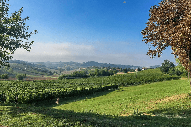 パオロ・コンテルノ ブドウ畑 パオロ・コンテルノ ブドウ畑