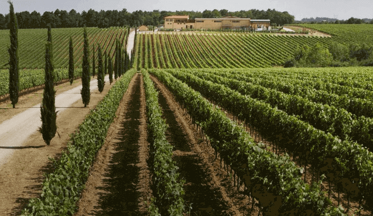 ラ・ブラチェスカ・ヴィンヤード ラ・ブラチェスカ・ヴィンヤード