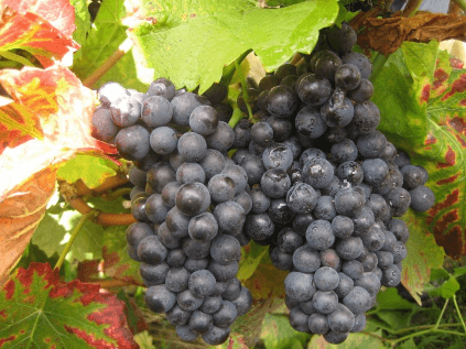 サンセールで最も重要な黒ブドウ品種、ピノ・ノワール サンセールで最も重要な黒ブドウ品種、ピノ・ノワール