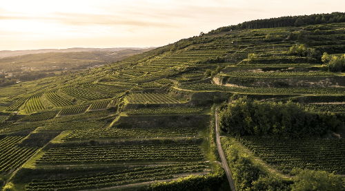 ワイナリー Bründlmayer - サイト Zöbinger Heiligenstein ワイナリー Bründlmayer - サイト Zöbinger Heiligenstein