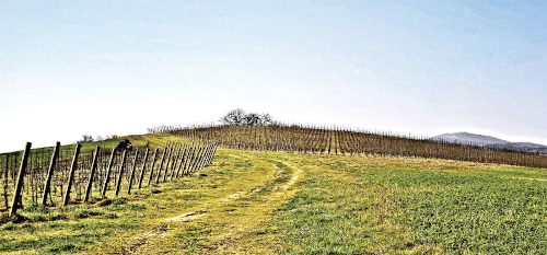 アルチェヴィア近郊にあるブスカレットのヴェルディッキオのブドウ畑