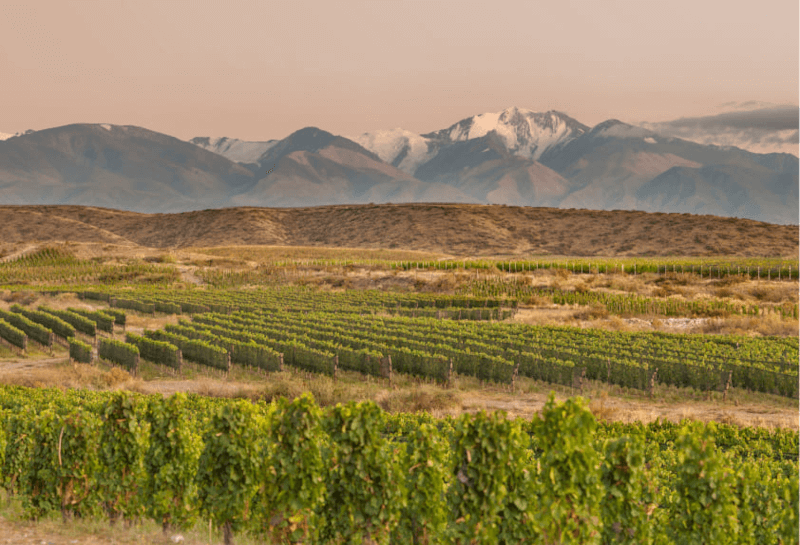ズッカルディのブドウ畑