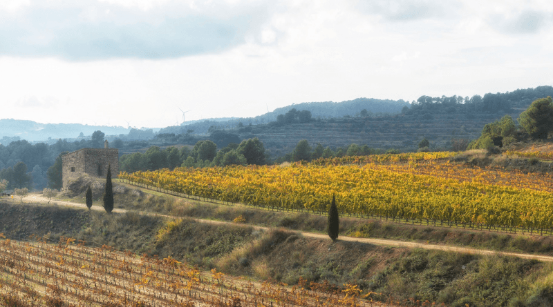 歴史あるフィンカ・ラ・マスのあるブドウ畑の眺め