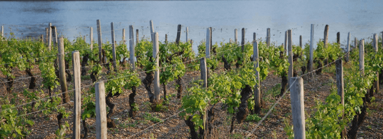 ロワール産地のブドウ樹