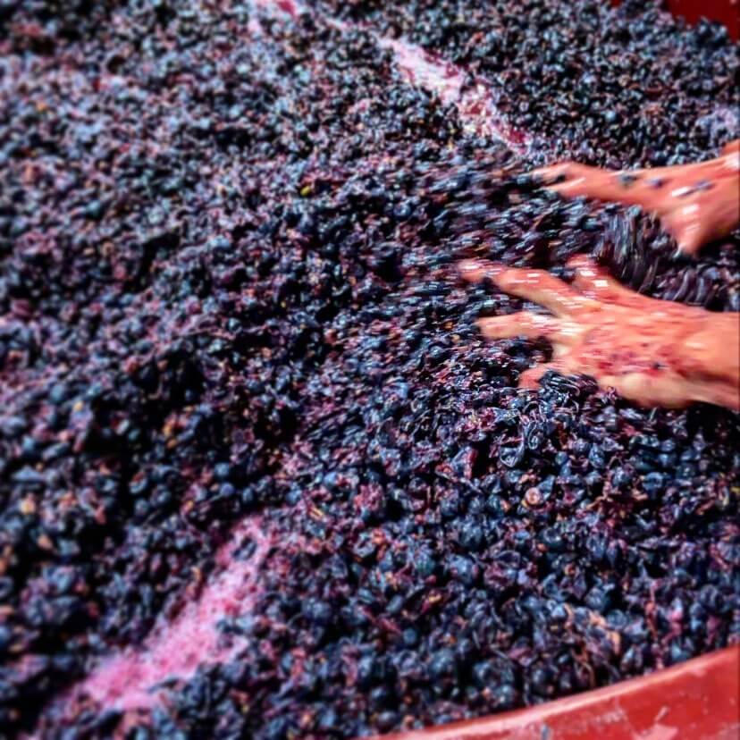 マッシュ・カサ・ディ・テラ