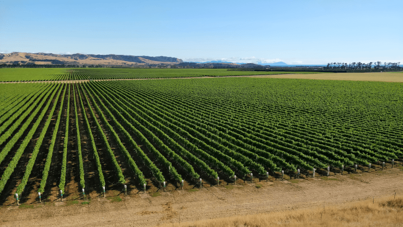 Sauvignon Blanc in Awatere Valley Neuseeland Sauvignon-Blanc-in-Awatere-Valley-Neuseeland