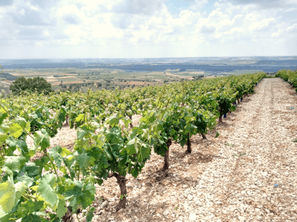 ヴィンヤード・プロトス