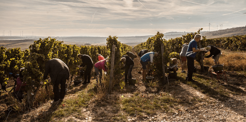 Dr.ヒンケル ヴィンテージ Dr.ヒンケル ヴィンテージ