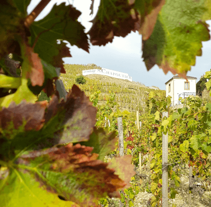 シャプティエのブドウ畑 シャプティエのブドウ畑