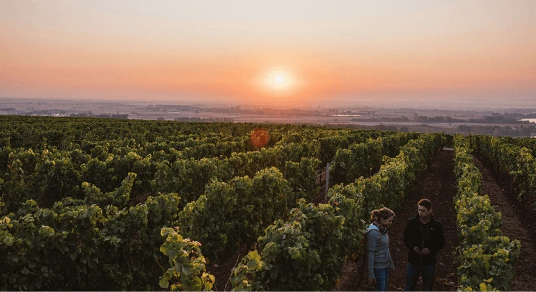 リサ・バンワイナリーの多彩さ - 6倍試飲パック