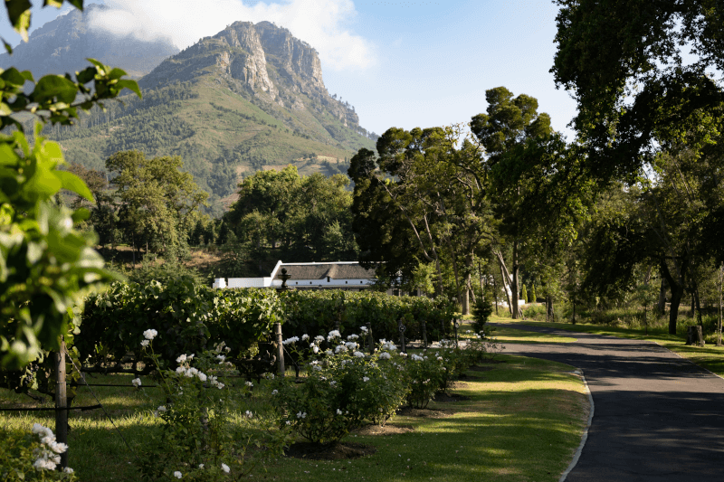 Weinbaubetrieb in Stellenbosch Weinbaubetrieb-in-Stellenbosch