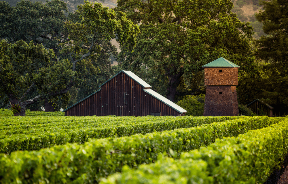 午前中のユリシーズ・ワイナリー