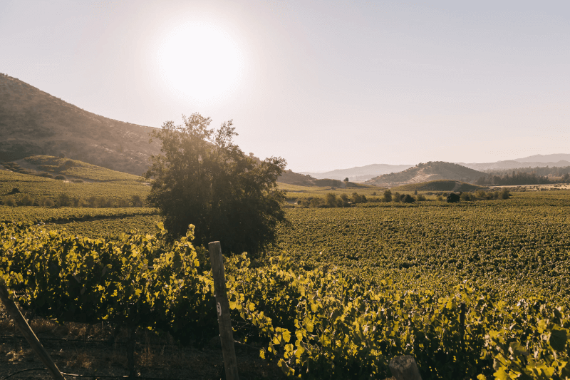 エンシェーラのブドウ畑を見渡す