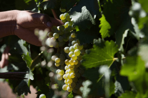 セダーバーグの畑で収穫された白ワイン用ブドウ