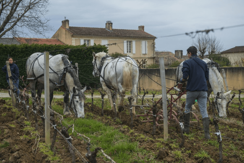 Zum Pflügen der Böden kommen noch Pferde zum Einsatz