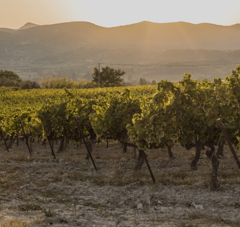 レ・ヴィニュロン・ド・ラン・エンクレーヴ・デ・パプス・ヴィンヤード