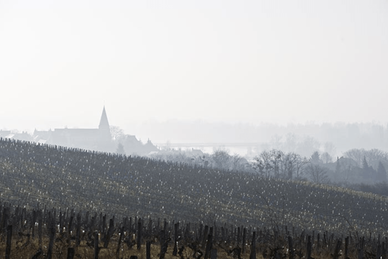 ドメーヌ・シャトレーンのブドウ畑を見下ろす ドメーヌ・シャトレーンのブドウ畑を見下ろす