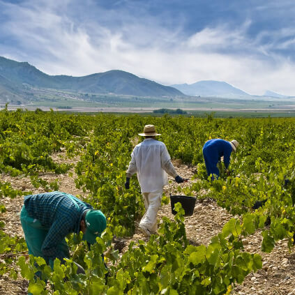 フアン・ヒル ぶどう収穫
