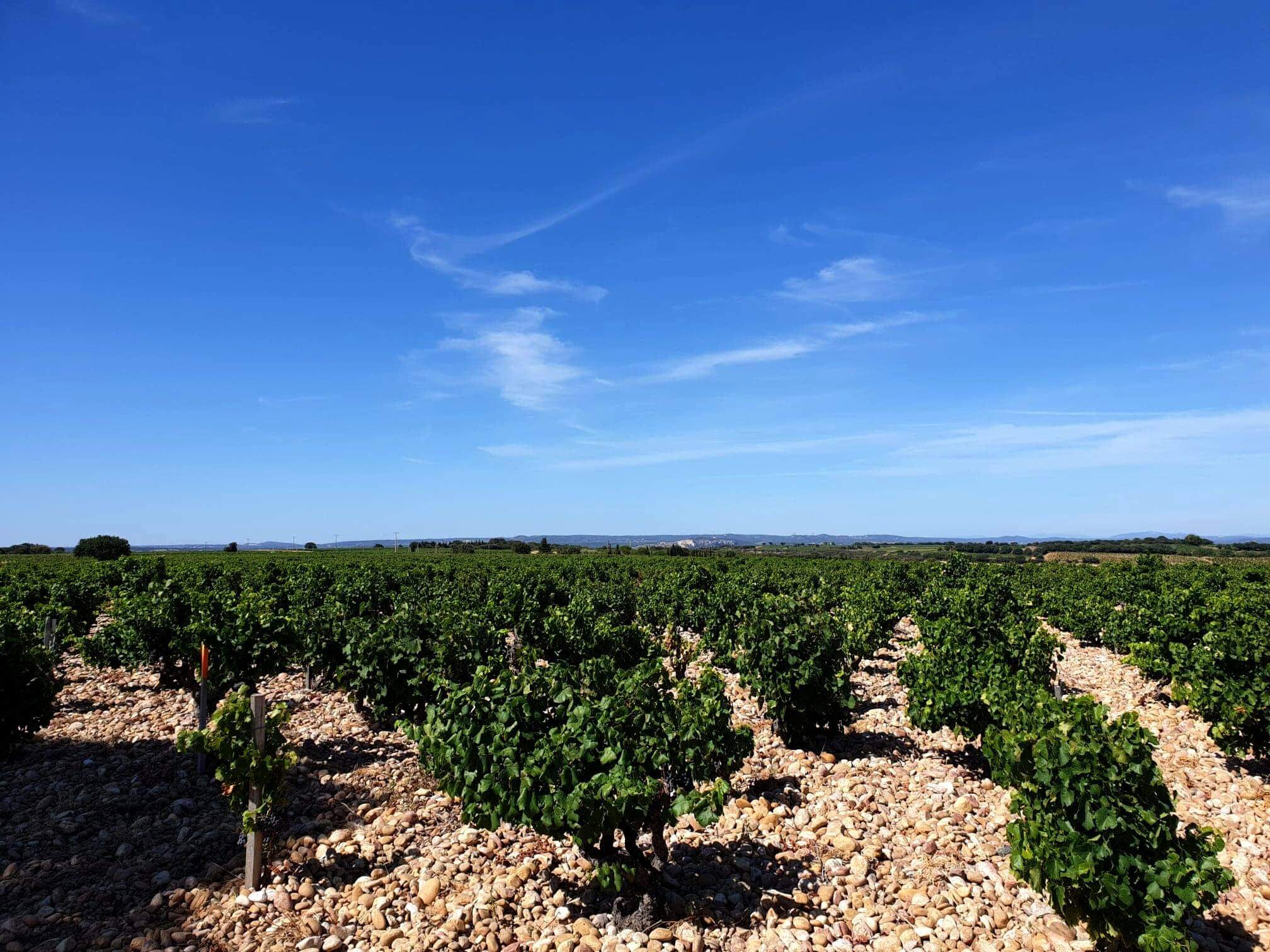 メゾン・ブアション・ヴィンヤード