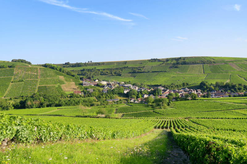 Chavignol auf dem Weinberg von Sancerre