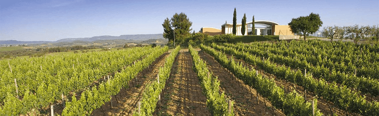 ペネデスの「ジャン・レオン」ワイナリー ペネデスの「ジャン・レオン」ワイナリー