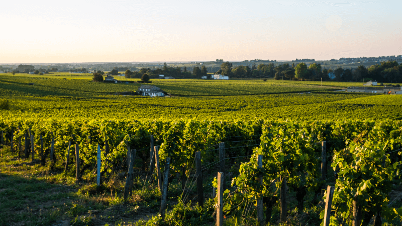 サンテミリオン近郊のブドウ畑