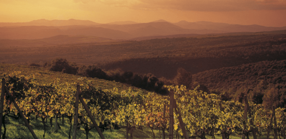 エミリア・ロマーニャ州ワイン工場