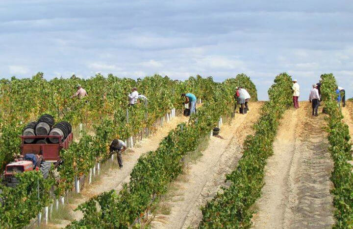 カーサ・エルメリンダ・フレイタス・ヴィンテージ