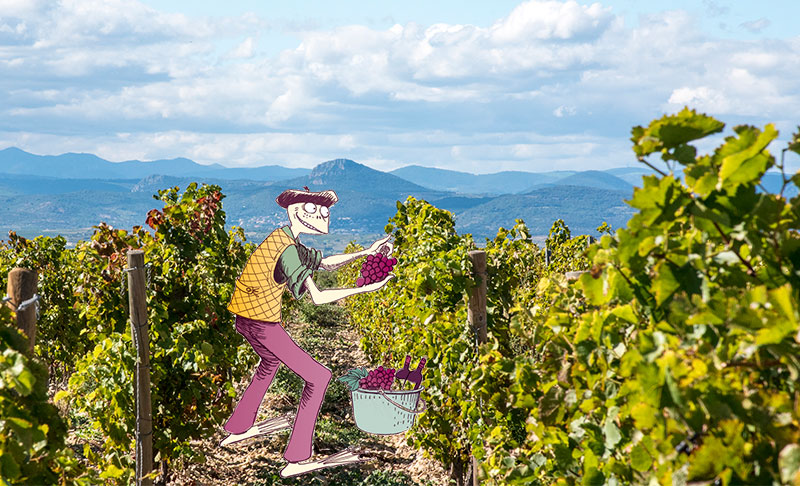 ブドウ畑のフロッグ