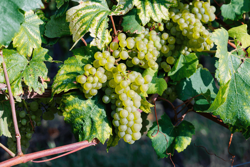 オルテニアのブドウ